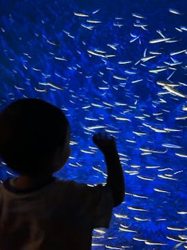 大分マリーンパレス水族館 「うみたまご」に投稿された画像（2024/8/19）