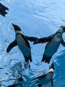 サンシャイン水族館に投稿された画像（2024/8/19）