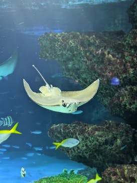 サンシャイン水族館に投稿された画像（2024/8/19）