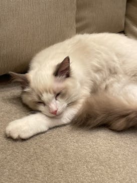 猫カフェモカ　イオンモール羽生店に投稿された画像（2024/8/19）