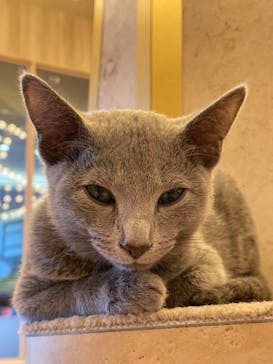 猫カフェモカ　イオンモール羽生店に投稿された画像（2024/8/19）