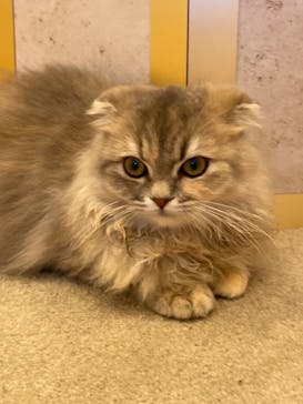 猫カフェモカ　イオンモール羽生店に投稿された画像（2024/8/19）