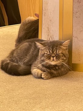 猫カフェモカ　イオンモール羽生店に投稿された画像（2024/8/19）