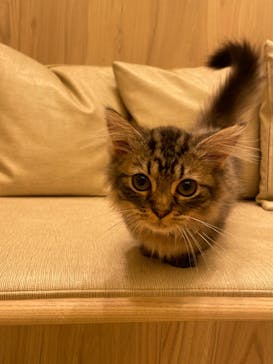 猫カフェモカ　イオンモール羽生店に投稿された画像（2024/8/19）