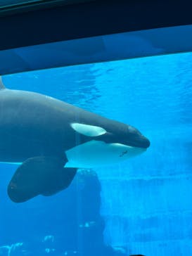 名古屋港水族館に投稿された画像（2024/8/19）