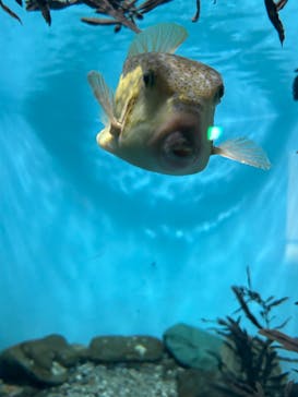 名古屋港水族館に投稿された画像（2024/8/19）