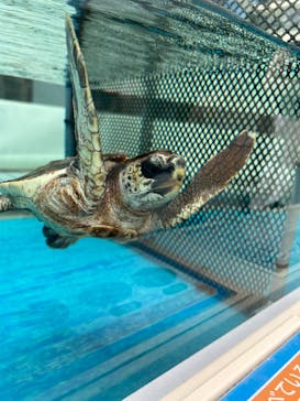 名古屋港水族館に投稿された画像（2024/8/19）