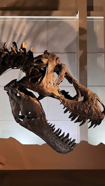 巨大恐竜展2024に投稿された画像（2024/8/19）