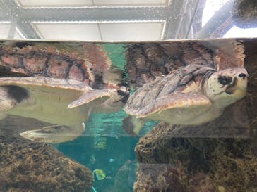 鴨川シーワールドに投稿された画像（2024/8/19）