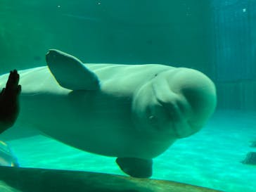 鴨川シーワールドに投稿された画像（2024/8/19）