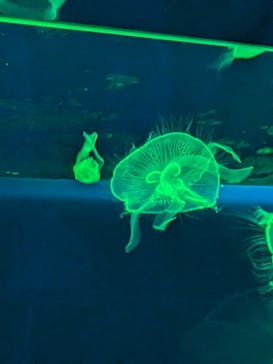 名古屋港水族館に投稿された画像（2024/8/19）