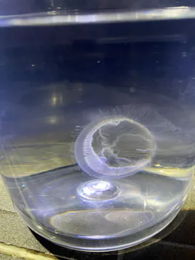 すみだ水族館に投稿された画像（2024/8/19）