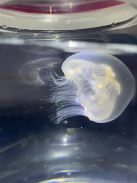 すみだ水族館に投稿された画像（2024/8/19）