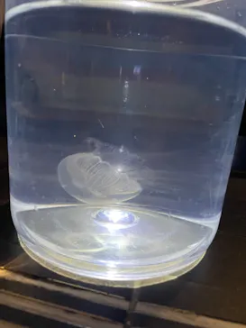 すみだ水族館に投稿された画像（2024/8/19）