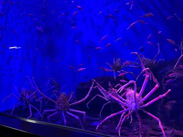 仙台うみの杜水族館に投稿された画像（2024/8/19）