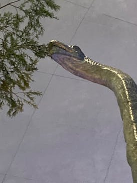 福井県立恐竜博物館に投稿された画像（2024/8/19）