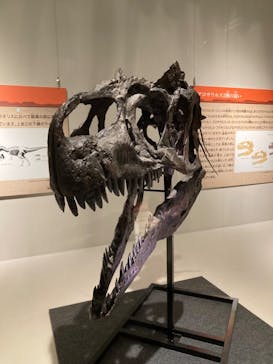 福井県立恐竜博物館に投稿された画像（2024/8/19）