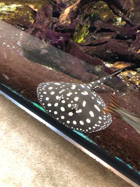 サンシャイン水族館に投稿された画像（2024/8/19）