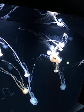 サンシャイン水族館に投稿された画像（2024/8/19）