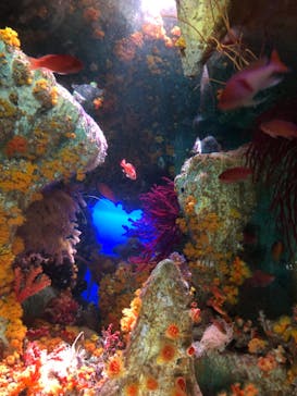 サンシャイン水族館に投稿された画像（2024/8/19）