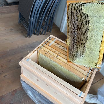 KASAHARA HONEYに投稿された画像（2024/8/19）