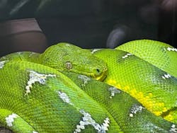 ゆるゆる図鑑　アマゾン展に投稿された画像（2024/8/19）