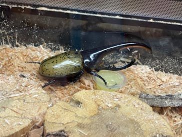 ゆるゆる図鑑　アマゾン展に投稿された画像（2024/8/19）