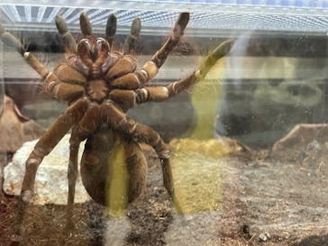 ゆるゆる図鑑　アマゾン展に投稿された画像（2024/8/19）