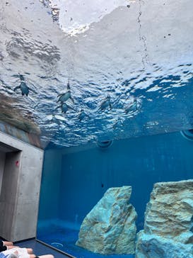 島根県立 しまね海洋館に投稿された画像（2024/8/19）