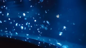 サンシャイン水族館に投稿された画像（2024/8/19）