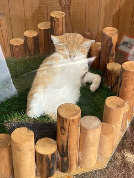 池の平ファミリーランドに投稿された画像（2024/8/19）