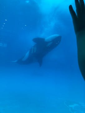 鴨川シーワールドに投稿された画像（2024/8/19）