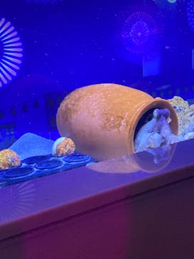 マクセル アクアパーク品川に投稿された画像（2024/8/19）