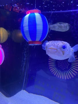 マクセル アクアパーク品川に投稿された画像（2024/8/19）