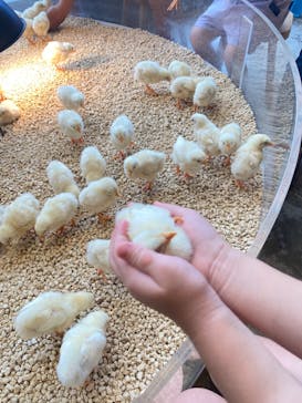 Moff animal cafe MARKIS 福岡ももち店に投稿された画像（2024/8/19）