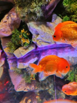 NARA KINGYO MUSEUMに投稿された画像（2024/8/19）