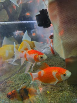 NARA KINGYO MUSEUMに投稿された画像（2024/8/19）