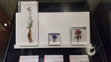 国立科学博物館に投稿された画像（2024/8/19）