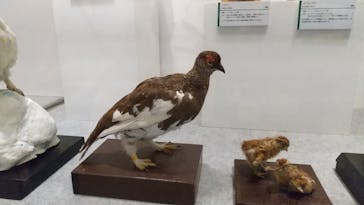 国立科学博物館に投稿された画像（2024/8/19）