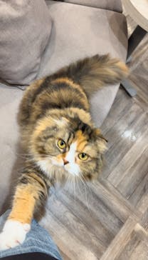 猫カフェモカ　渋谷公園通り店に投稿された画像（2024/8/19）