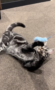 猫カフェモカ　渋谷公園通り店に投稿された画像（2024/8/19）