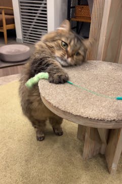 猫カフェモカ　渋谷公園通り店に投稿された画像（2024/8/19）