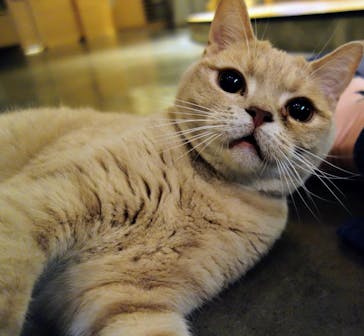 猫カフェモカ　新宿店に投稿された画像（2024/8/19）