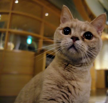 猫カフェモカ　新宿店に投稿された画像（2024/8/19）