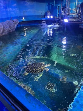 しながわ水族館に投稿された画像（2024/8/19）