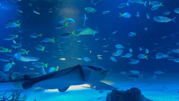 サンシャイン水族館に投稿された画像（2024/8/19）