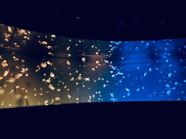 サンシャイン水族館に投稿された画像（2024/8/19）