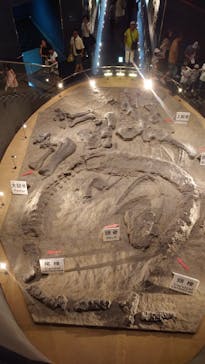 福井県立恐竜博物館に投稿された画像（2024/8/20）