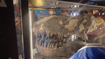 福井県立恐竜博物館に投稿された画像（2024/8/20）