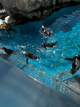 仙台うみの杜水族館に投稿された画像（2024/8/20）